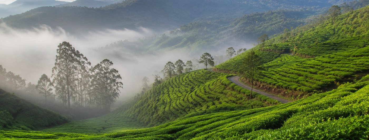 Morning mist over the tea plantation hills around Munnar, Kerala
